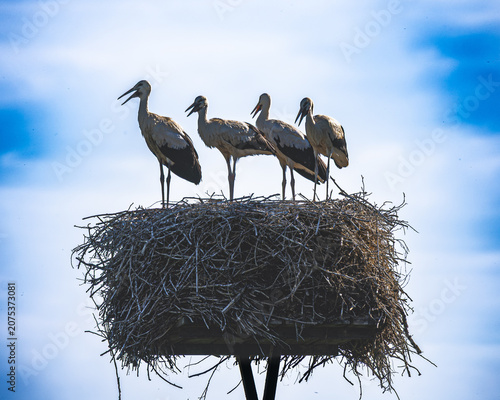 A family of storks – together in their nest