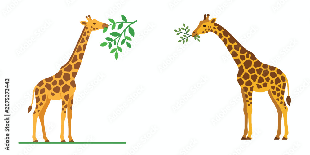 Obraz premium A tall giraffe eating a leaf, simple minimalist flat design, long elegant neck, no outline, yellow and brown pattern, solid white background, vector illustration style. 