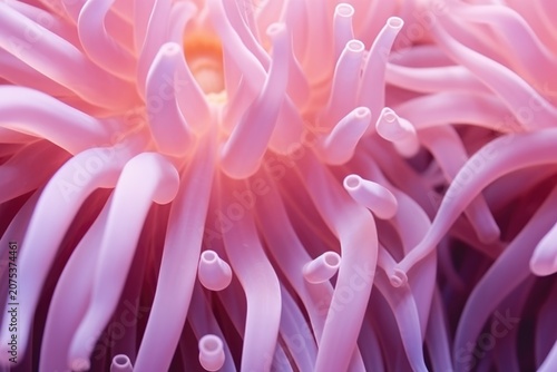 Close-up of soft pink sea anemone tentacles with glowing center, underwater macro view