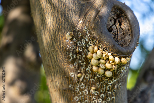Fotografía Snails clinging to tree bark forming patterns