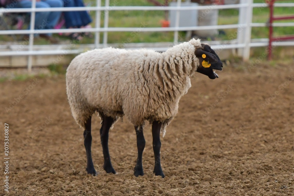 Naklejka premium Sheep
