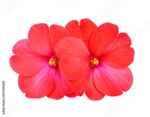 A close-up of two vibrant pink flowers with yellow centers