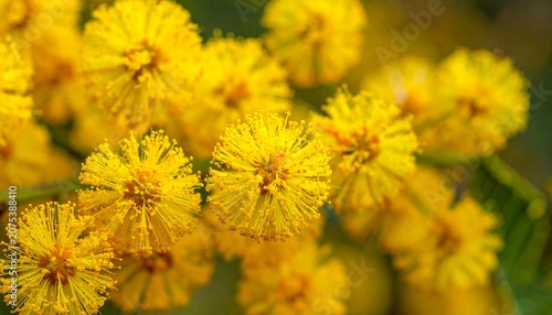A close-up of vibrant yellow flowers with green background