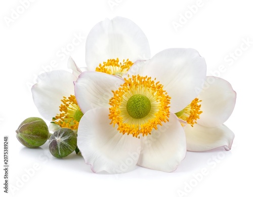 A close-up of white flowers with yellow centers and green stamens, accompanied by two green buds