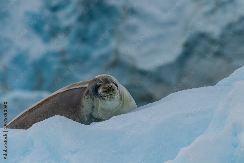 Naklejka premium Close-up of a Weddell seal -Leptonychotes weddellii- resting on a small iceberg near Danco Island on the Antarctic peninsula