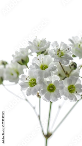 A close-up photo of a bouquet of small white flowers with green centers