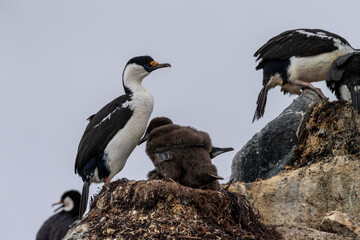 Close-up of an Antarctic Shag -Leucocarbo bransfieldensis- nest with adults taking care of their chicks, near Fish Islands, on the Antarctic Peninsula