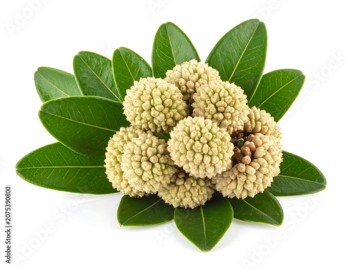 A close-up photo of a cluster of beige flower buds surrounded by vibrant green leaves on a plain white background