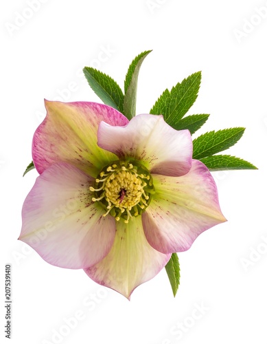 A close-up photo of a delicate, pinkish-white flower with green leaves