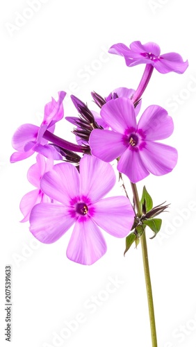 A close-up photo of a delicate purple flower branch with lush green leaves on a white background