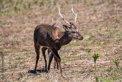 Bild auf Leinwand Yezo Sika deer, Shiretoko National Park, Japan