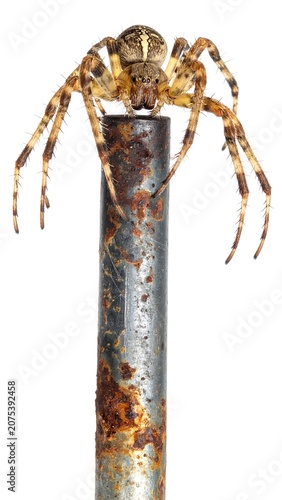 A close-up photo of a large spider on a rusty metal pole