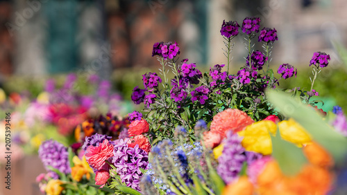 A tapestry of spring. Colorful assortment of spring flowers featuring purple wallflowers (Erysimum), hyacinths, ranunculus, tulips, muscari, and other seasonal blooms in decorative outdoor planters.  