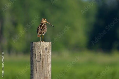 Common Snipe - Gallinago gallinago