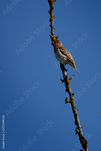 Common rosefinch Carpodacus erythrinus male singing on bush.