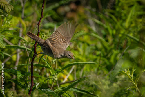 Common Whitethroat Sylvia communis