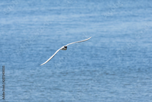 Arctic tern, Sterna paradisaea