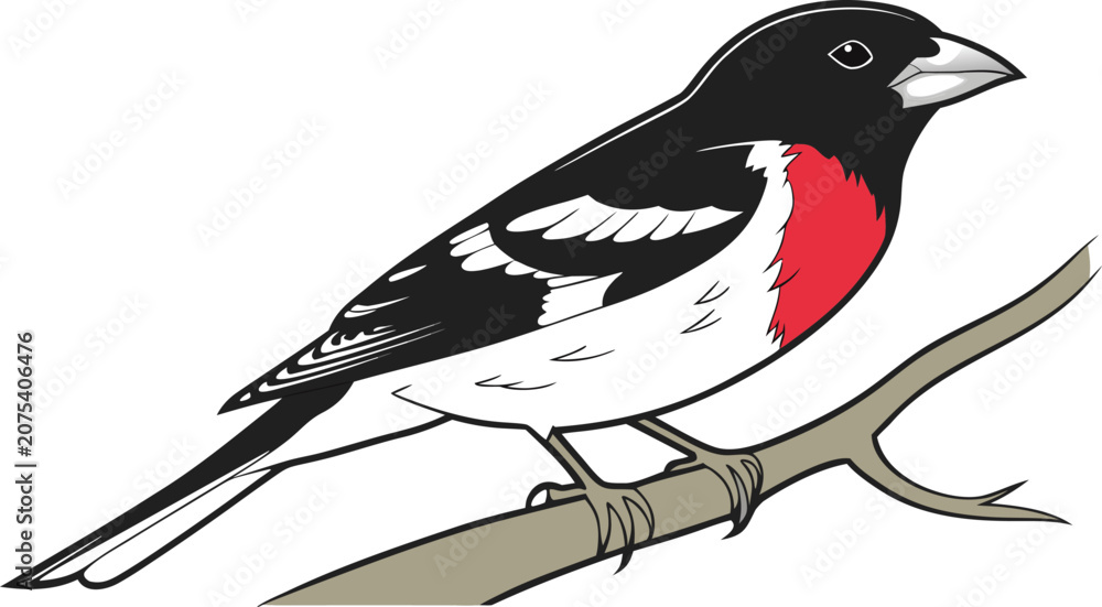 Fototapeta premium Rose breasted grosbeak perched on a tree branch vector illustration with grosbeak wildlife ornithology passerine illustration feathers environment woodland isolated background