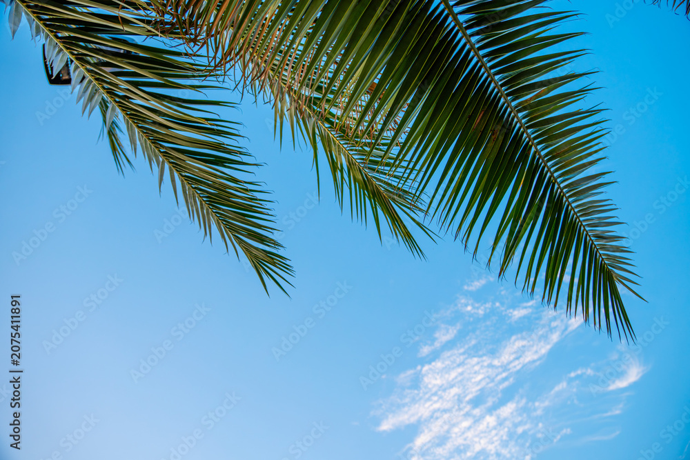 Fototapeta premium Tropical green palm tree leaves hanging over a clear blue summer sky with copy space