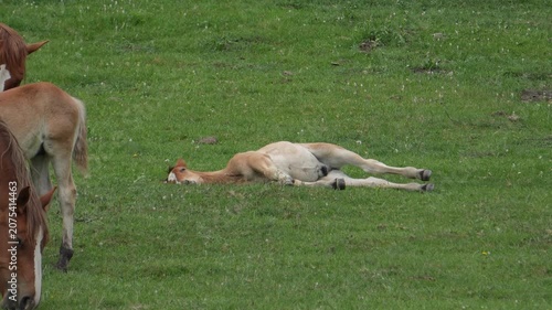A cute newborn chestnut foal sleeping peacefully on its side on a lush green pasture field while slightly twitching in its sleep.