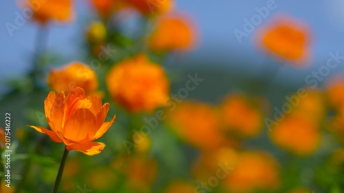 Macro shot with selective focus of vibrant orange globeflowers blooming in a mountain meadow in Altai.