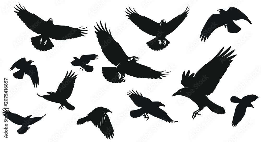 Obraz premium Silhouettes of Multiple Crows in Flight with Spread Wings.