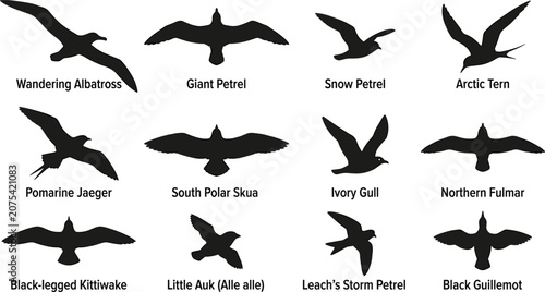 Canvastavla Polar Seabird Silhouette Collection Featuring Albatross Petrel Tern Jaeger Skua