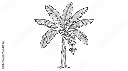 Banana tree with fruit botanical line drawing
