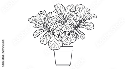 Black and white line drawing of fiddle leaf fig.