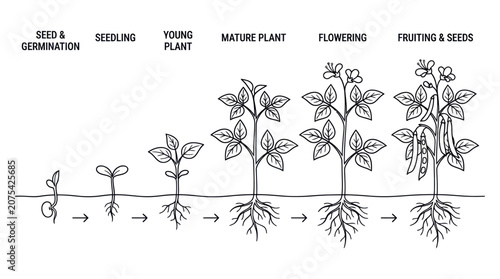 Black and white pea plant life cycle diagram.