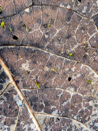 Detailed close-up of a textured leaf showing intricate patterns and earthy tones, background, texture