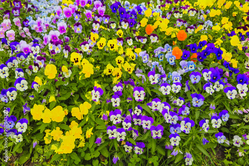 Multicolored pansies. Vibrant pansies bloom in a colorful, lush garden bed
