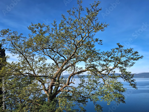 Foto relaxing view of tree branches with calm lake background