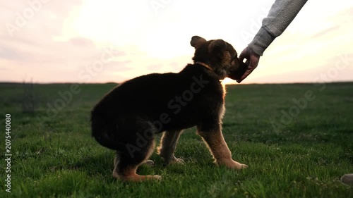 the dog performs the cynologist's command at sunset. little shepherd puppy. eat from owner's hand park, field, forest, grass, outdoors. well-bred young dog. cynologist teaches pet dog evening walk.
