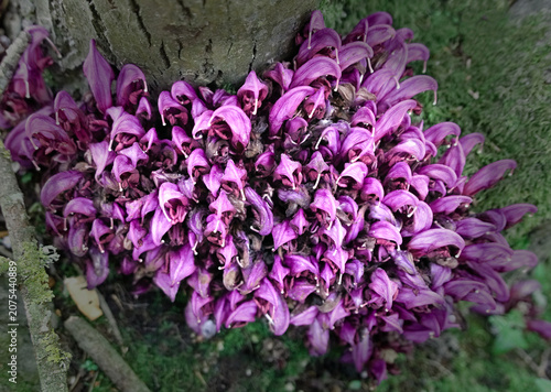 vivid clump of purple-flowered Lathraea clandestina, on the sides of the tree in the woods