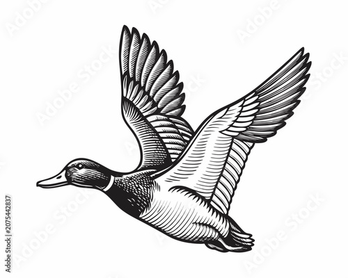 Tableau sur toile Mallard Duck In Flight Black And White Engraving Style Illustration