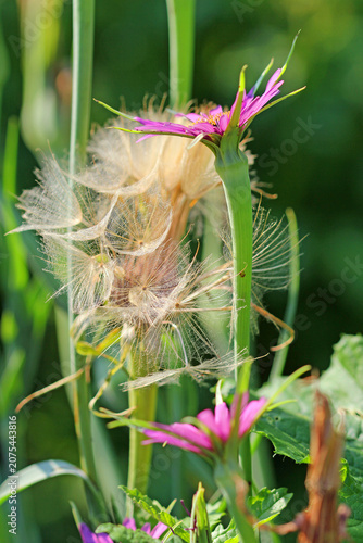 Bild auf Leinwand Oat root, flowers and seeds in their natural habitat