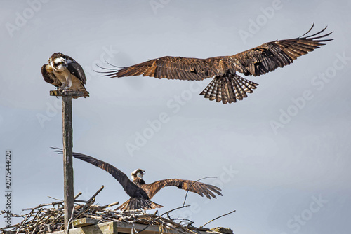 osprey in flight
