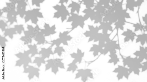 Fall season maple leaves silhouette botanical shadow overlay on a transparent background