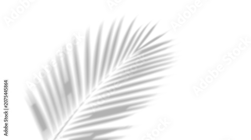 Exotic palm leaf silhouette tropical shadow overlay on a transparent background