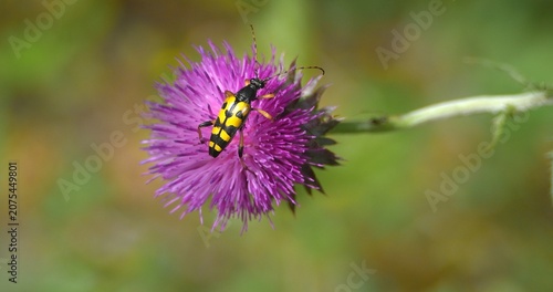 Foto Macro - Spotted longhorn beetle on a lilac flower