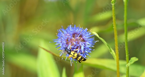 Bild auf Leinwand Macro - Spotted longhorn beetle on a flower