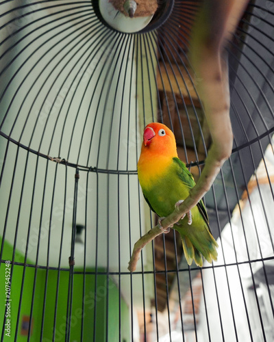 Foto lovebird in a cage