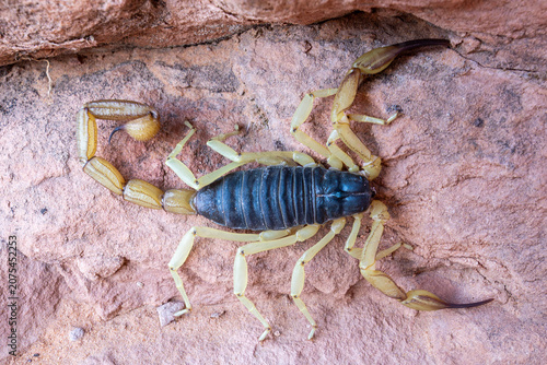 Close up of black-back scorpion