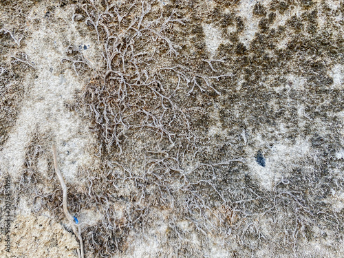 Photography Macro shot of intricate, branching dried plant roots or lichen spreading across a rough, weathered concrete or stone wall surface with natural textures