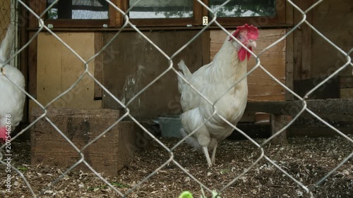 White chickens in the coop. One of the chickens approaches the chain link fence and passes by the camera. Animal husbandry and agriculture.
