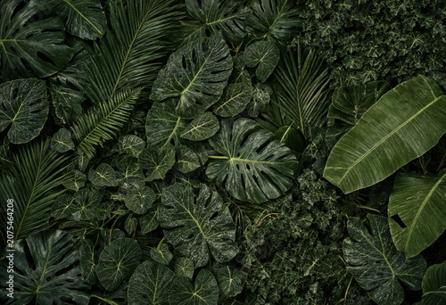 tropical leaves in various shades of green  lush foliage background