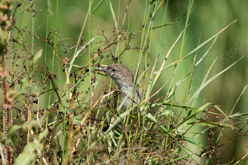 Foto A secretive Savi's Warbler (Locustella luscinioides) hides within dense, tangled near-water vegetation