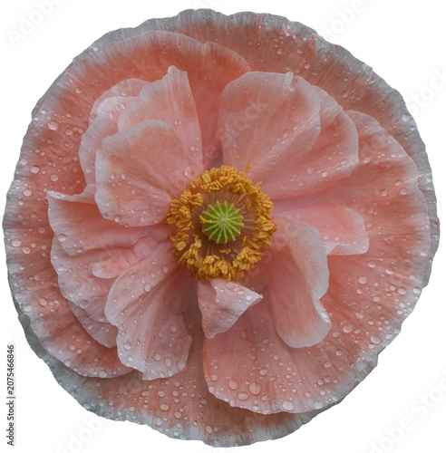 Apricot and white poppy flower head with rain drops.