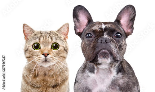 Portrait of a French bulldog and a Scottish Straight cat, closeup, isolated on white background